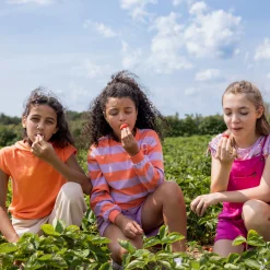 Flowers Striped Sweatshirt 212